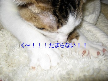 IMG_0570.JPG