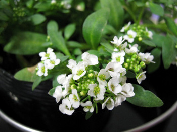 01 04 10_1898_edited-1.JPG