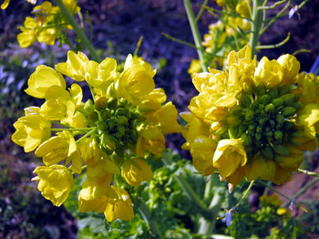 01 20 10_2071_edited-1.JPG