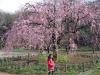 お花見(その2)するならー枝垂桜は必見!