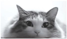 ２０１０極楽ねこカレンダーフォトコンテスト開催！ ●毎年恒例、今年で１９回目の人気コンテスト●今年から携帯応募受付を開始！ ●３６５名様のネコちゃんが２０１０年の日めくりカレンダーに